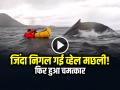 VIDEO: शख्स को जिंदा निगल गई व्हेल मछली!, फिर हुआ चमत्कार, देखें वीडियो - Hindi News | Whale Swallows Man And Release Him Within Seconds Video Goes Viral on social media | Latest weird News at Lokmatnews.in