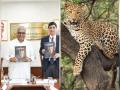 Leopards State: मध्य प्रदेश में देश के सबसे ज्यादा तेंदुए, केंद्र की रिपोर्ट में मध्य प्रदेश लेपर्ड स्टेट - Hindi News | Madhya Pradesh has the highest number of leopards in the country in the report of Madhya Pradesh Leopard State. | Latest india News at Lokmatnews.in