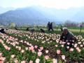 Tulip Garden Opening: 1.7 मिलियन ट्यूलिप खिलेंगे?, जनता के लिए खोला, पर्यटक स्वागत के लिए तैयार श्रीनगर - Hindi News | Tulip Garden Opening Asia’s largest Garden opens in Kashmir capital Srinagar 1-7 million tulips bloom ready welcome tourists see video | Latest india News at Lokmatnews.in