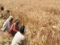 मार्च माह में बढ़ती गर्मी से गेहूं उत्पादन में कमी की आशंका - Hindi News | climate change affects wheat production due to increasing heat in March | Latest india News at Lokmatnews.in