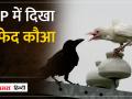 MP में काले कौआ के बीच दिखा सफेद कौआ, लोग हुए हैरान, देखिए video - Hindi News | | Latest india Videos at Lokmatnews.in
