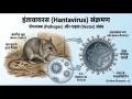 Hantavirus Outbreak: हंतावायरस क्या है? लक्षण, बचाव और WHO की चेतावनी; यहाँ पढ़ें पूरी रिपोर्ट - Hindi News | What is Hantavirus Symptoms prevention and WHO warning read the full report here | Latest health News at Lokmatnews.in