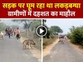 VIDEO: सड़क पर घूम रहा था लकड़बग्घा, ग्रामीणों में दहशत का माहौल - Hindi News | Wild Hyena Caught In Mahoba Video Goes Viral | Latest weird News at Lokmatnews.in