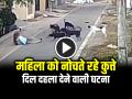 VIDEO: महिला को नोचते रहे कुत्ते, दिल दहला देने वाली घटना, देखें वायरल वीडियो - Hindi News | Woman Attacked by Stray Dogs, video goes viral on social media | Latest weird News at Lokmatnews.in
