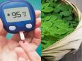 Diabetes Diet Tips: डायबिटीज मरीजों के लिए रामबाण हैं ये पेड़ के फूल-पत्ते और डंठल; केवल उबालकर पीने से जल्दी कम होगा आपका Blood Sugar - Hindi News | Diabetes Diet Tips Flowers leaves stalks of this tree is a panacea for diabetics reduce your blood sugar sahjan ke ped ke fayde | Latest health News at Lokmatnews.in