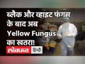 Yellow Fungus in India: पहली बार मिला मरीज, क्या है येलो फंगस, क्या हैं लक्षण और कैसे करें बचाव! - Hindi News | Yellow Fungus First Case in India | Latest health Videos at Lokmatnews.in