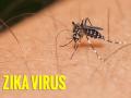 जीका वायरस zika virus कहर मचाने जयपुर से आ रहा है दिल्ली, AIIMS में हड़कंप - Hindi News | zika virus from jaipur to delhi, Causes, Symptoms, Treatment, Diagnosis of Zika Virus Infection | Latest health News at Lokmatnews.in