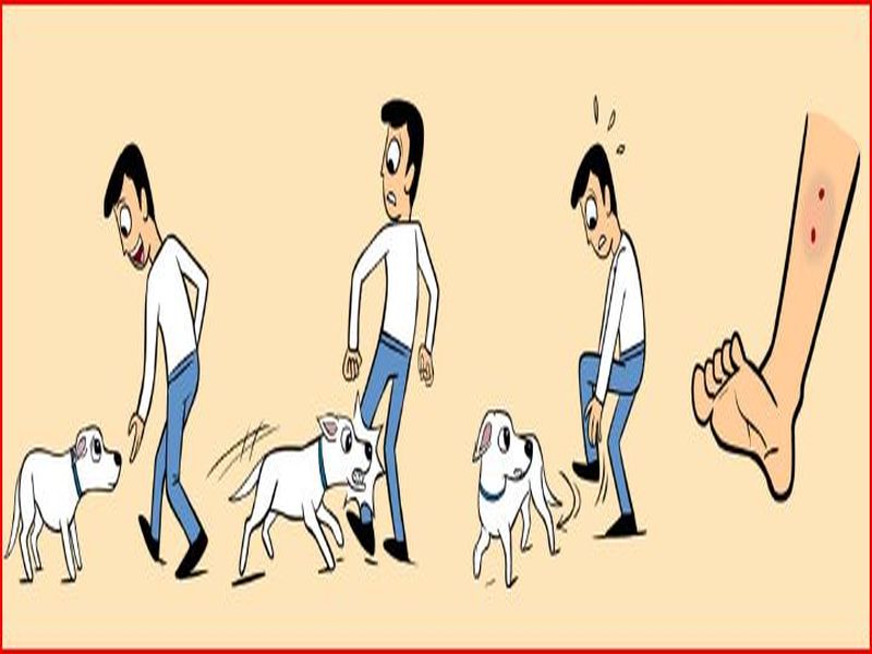 Dog bite clearance symptoms in hindi