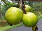 चाचा जी, मुझे बचा लो?, 4 साल की लड़की को जंजीर से बांधकर पूर्व सैनिक ने पीटा