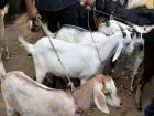 Jammu-Kashmir: ईद की तैयारियों को लेकर सरकार और नॉन-वेज डीलरों में मतभेद