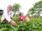 VIDEO: चाय बागान से चुनावी हुंकार! पीएम मोदी ने श्रमिकों संग तोड़ी पत्तियां, बोले- असम में NDA हैट्रिक को तैयार