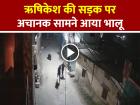 ऋषिकेश की सड़क पर अचानक सामने आया भालू, CCTV VIDEO वायरल