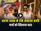 VIDEO: वरुण धवन ने ऐसे मनाया बर्थडे, गायों को खिलाया चारा, बेटी के साथ बिताया खास दिन