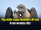 गिद्ध 'मारीच' 15000 किलोमीटर की यात्रा के बाद मध्यप्रदेश लौटा
