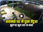 VIDEO: झूले पर झूल रहा था बच्चा, अचानक घर में घुसा तेंदुआ, देखें वायरल वीडियो