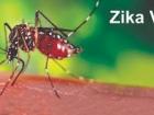 जीका वायरस