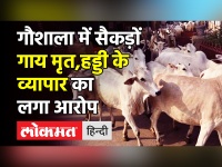 गौशाला में कई गाय मिली मृत,हड्डी के व्यापार का आरोप