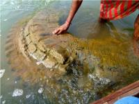 ओडिशा: पद्मावती नदी से बाहर आया 500 साल पुराना भगवान गोपीनाथ का मंदिर, करीब 150 साल पहले हुआ था जलमग्न - | Odisha: 500 years old temple of Lord Gopinath came out of Padmavati river, was submerged about 150 years ago | Latest india Photos at Lokmatnews.in