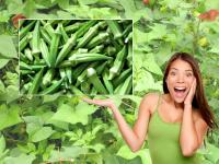 Pics: भिंडी के इन चमत्कारी फायदों को जानकार रह जाएंगे दंग - | Photo:health Benefits Of Okra Lady's Finger for your body | Latest food Photos at Lokmatnews.in