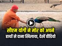 VIDEO: सीएम योगी ने मोर को अपने हाथों से दाना खिलाया, देखें वीडियो - | CM Yogi feed Peacock During Gauseva At Gorakhnath Temple Video Goes Viral | Latest weird News at Lokmatnews.in