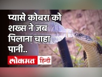 Cobra| Snake Video| जंगल में प्यासे Cobra को शख्स ने पिलाया ठंडा पानी... देखें Video| Viral Video| Jungle