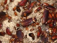 Pics: घर में बढ़ते कॉकरोच से छुटकारा पाने के लिए आजमाएं ये उपाय - | Home Remedies: try these Simple tips to get rid of cockroaches at home, see pics | Latest weird Photos at Lokmatnews.in