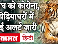 America में टाइगर को Corona संक्रमण का पहला मामला, India के Zoo और National Park में High Alert