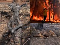 ऑस्ट्रेलिया आग संकट: 60 लाख हेक्टेयर जमीन खाक, 24 लोगों की मौत, सामने आई दर्दनाक तस्वीरें - | Australia fire crisis: 6 million hectares of land burnt, 24 people killed, painful pictures surfaced | Latest world Photos at Lokmatnews.in