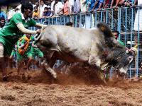 Jallikattu 2020: जोर-शोर हुआ जलीकट्टू का आयोजन, तस्वीरों में देखें कैसे खेला जाता है ये खतरनाक खेल - | jallikattu 2020: Jallikattu organized loudly see in pictures how these dangerous games are played | Latest india Photos at Lokmatnews.in