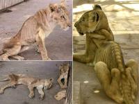 Pics: भूख से मर रहे शेरों की तस्वीरें देखकर बैठ जाएगा आपका दिल, बचाने के लिए इंटरनेट पर छिड़ी जंग - | sudan malnourished lion photos lions at sudan park viral images african starving lions pics and photos | Latest weird Photos at Lokmatnews.in