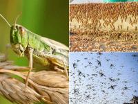 Locust Attack: जयपुर के बाद अब टिड्डियों का दल दिल्ली की ओर बढ़ा - | Locust Attack After Jaipur locusts swarms are moving towards Delhi | Latest india Photos at Lokmatnews.in