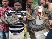 Pics: वडोदरा में बाढ़ कम हुई तो मगरमच्छों का कहर बढ़ा, अब तक 43 पकड़े गए - | Pics: Vadodara floods decreased, crocodile tears increase, so far 43 got caught | Latest india Photos at Lokmatnews.in
