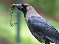 Photos: जानिए पितृ पक्ष में कौओं का धार्मिक महत्व, इनसे जुड़ी हैं ये मान्यताएं - | Photos: Pitru paksha Shradh Crow signs According to Hindu Shastra | Latest spirituality Photos at Lokmatnews.in