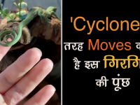cyclone की तरह moves करता है chamaeleo का शरीर, देखें वीडियो