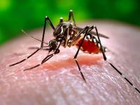 Pics: मच्छरों से जुड़ी इन 7 बातों को जानकार रह जाएंगें दंग - | Pics: 7 Amazing and interesting facts About Dengue Malaria and chikungunya Mosquitoes | Latest weird Photos at Lokmatnews.in