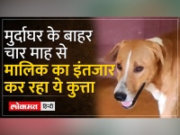 Kerala: मुर्दाघर के बाहर चार माह से मालिक का इंतजार, अस्पताल में कुत्ते के वफादारी की कहानी