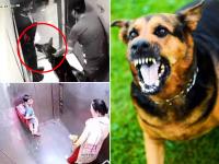 कुत्ते ने काटा तो मालिक को देना होगा 10 हजार रुपये का जुर्माना, पालतू जानवरों के लिए नोएडा अथॉरिटी ने लिए कई अहम फैसले - | noida authority uttar pradesh imposes the owner will have to pay a fine of Rs 10,000 for pet dog attacks | Latest india Photos at Lokmatnews.in