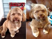 इस कुत्ते की इंसानों से मिलती है शकल, इंटरनेट पर Pics हुईं वायरल - | dog face look like human, pics goes viral on social media, see photos | Latest weird Photos at Lokmatnews.in