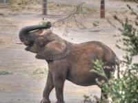 श्रीलंका में पहली बार हाथी के जुड़वां बच्चों का जन्म, इतिहास रचा, देखें तस्वीरें - | Sri Lanka Rangers Spot Possible Rare Baby Elephant Twins photos images viral see pics | Latest world Photos at Lokmatnews.in