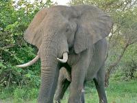 Karnataka News: हाथियों के उत्पात से नाराज कर्नाटक के विधायक ने 'हाथी भ्रूणहत्या' का सुझाव दिया - | karnataka assembly mla suggest elephant womb murder of stop attacking case | Latest india Photos at Lokmatnews.in