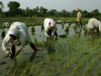PM Kisan Scheme: अगर अभी तक आपके अकाउंट में नहीं आया है पैसा तो चेक करें ये कोड - | PM Kisan Yojana 7th Installment: FTO Generated But Payment Confirmation Pending, Here’s What Does it Mean | Latest india Photos at Lokmatnews.in