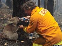 Pictures Of Terrible Fire In Australia S Forest Billions Of Animals Lost ऑस ट र ल य क ज गल म लग भय नक आग क तस व र ब लब ल गए कर ड ज नवर अरब प ड ख क Lokmat