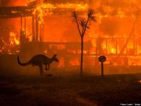 Pictures Of Terrible Fire In Australia S Forest Billions Of Animals Lost ऑस ट र ल य क ज गल म लग भय नक आग क तस व र ब लब ल गए कर ड ज नवर अरब प ड ख क Lokmat