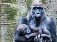 नाइजीरिया में पहली बार दुर्लभ क्रॉस रिवर गोरिल्ला बच्चों के साथ कैद, see pics - | Rare Cross River gorillas carrying babies Nigeria's Mbe Mountains images viral see pics | Latest world Photos at Lokmatnews.in