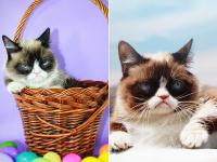 ऐसी थीं लोगों के दिल पर राज करने वाली बिल्ली 'ग्रंपी कैट', देखें फनी Pics - | See Funny Photos of social media star Grumpy Cat, She died at 7 | Latest weird Photos at Lokmatnews.in