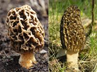 30 हजार रुपए किलो बिकती है भारत की ये सब्जी, विदेशों में है अच्छी डिमांड - | gucchi vegetable most expensive 30 thousand rupees kg gucchi mushroom | Latest weird Photos at Lokmatnews.in