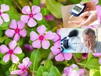 सदाबहार के गुलाबी फूल सेहत के लिए साबित हो सकते हैं वरदान, हाइपर टेंशन और डायबिटीज के मरीज कर सकते हैं इस्तेमाल - | health tips diabetes and hypertension can be cured by periwinkle flower | Latest health Photos at Lokmatnews.in