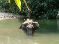 Killing of pregnant elephant in Kerala: हथिनी की मौत पर देशभर में आक्रोश, दोषियों को मिलेगी सख्त सज़ा