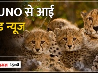 Kuno National Park से आई खुशखबरी, चीता Jwala ने दिया 3 शावकों को जन्म