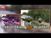 सड़क पर निकला शेरों का काफिला, वीडियो हुआ वायरल